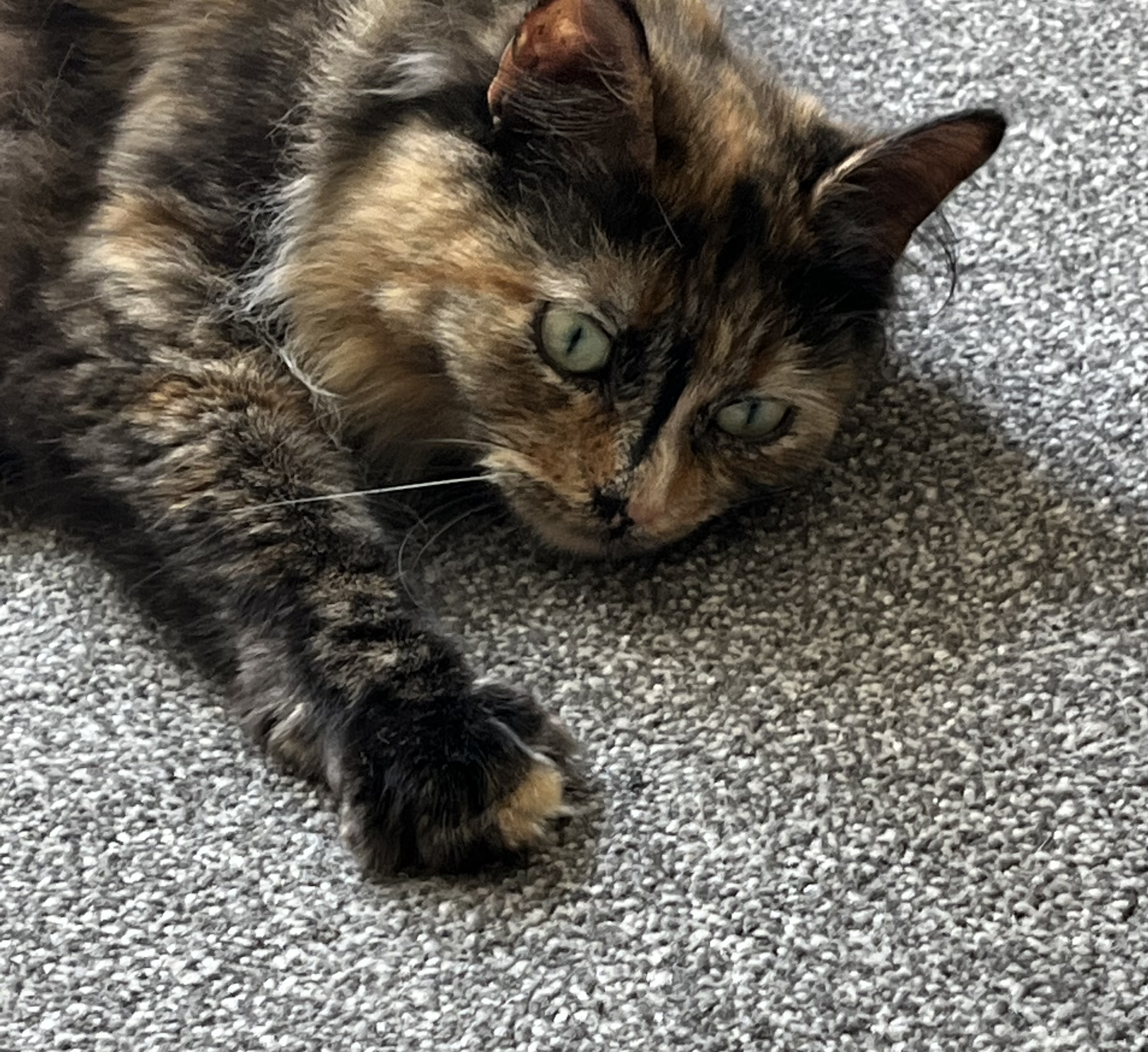 Feline & Fur Pet Sitting Services