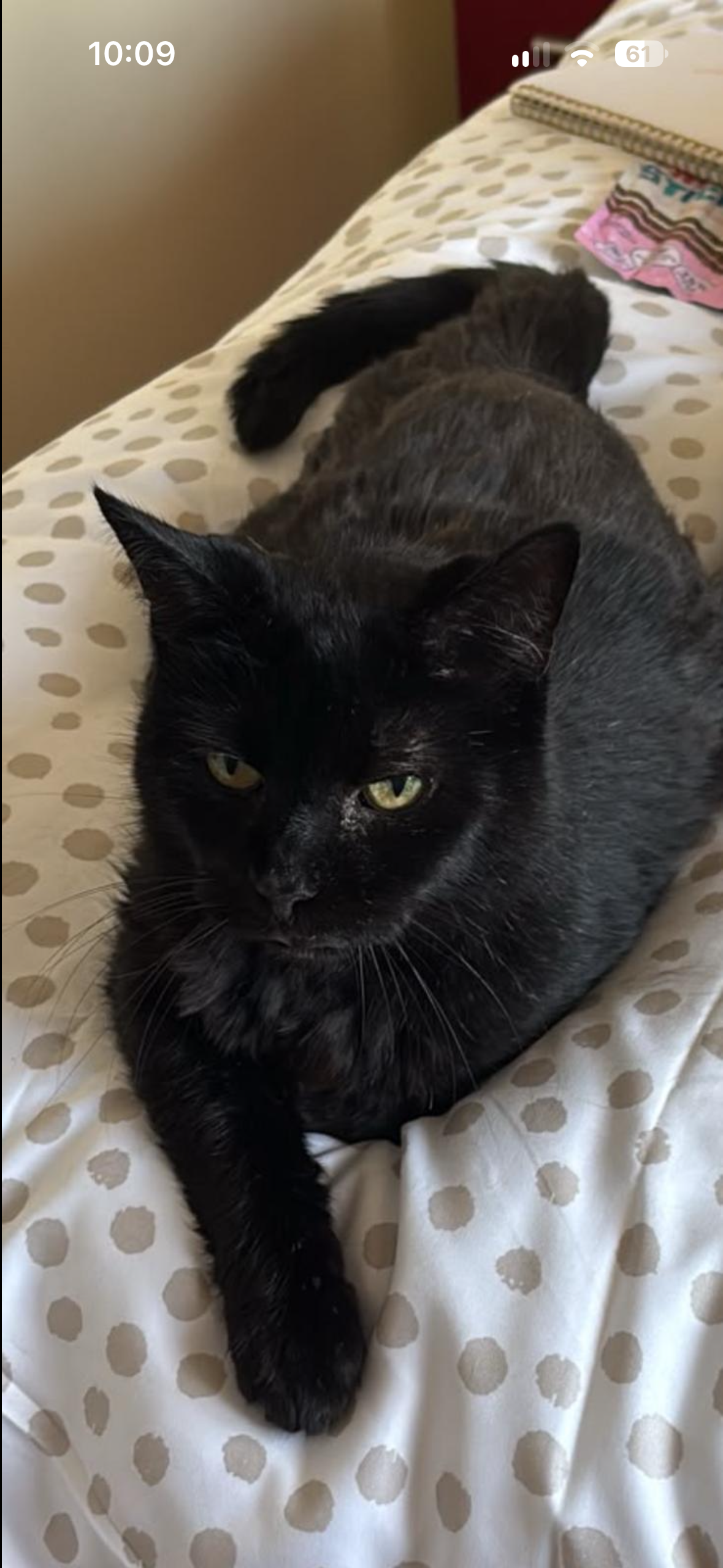 Feline & Fur Pet Sitting Services